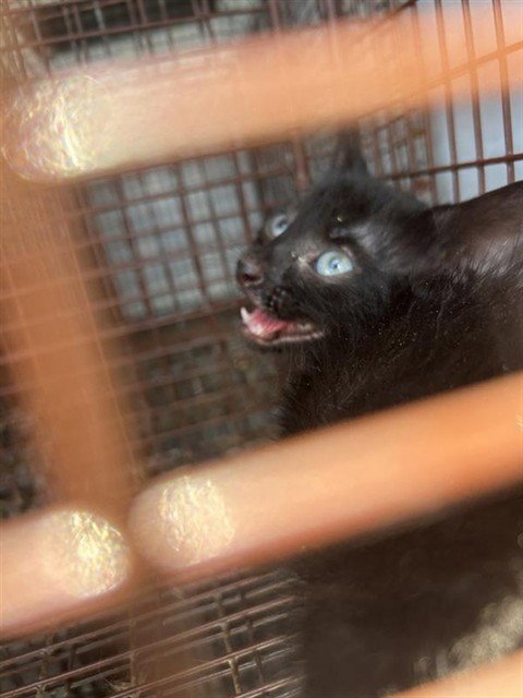 A659702 - Domestic Short Hair available for adoption