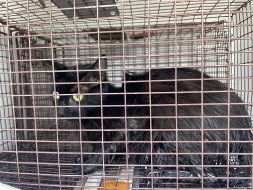 A655839 - Domestic Short Hair available for adoption