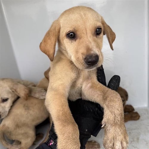 A657968 - Labrador Retriever available for adoption