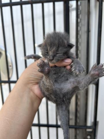 A653377 - Domestic Short Hair for adoption in The Woodlands