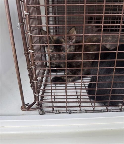 A661211 - Domestic Short Hair available for adoption
