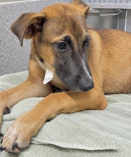 BOOMER - German Shepherd Dog available for adoption