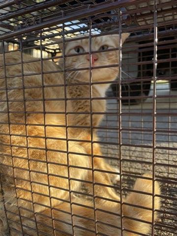 A649928 - Domestic Short Hair available for adoption