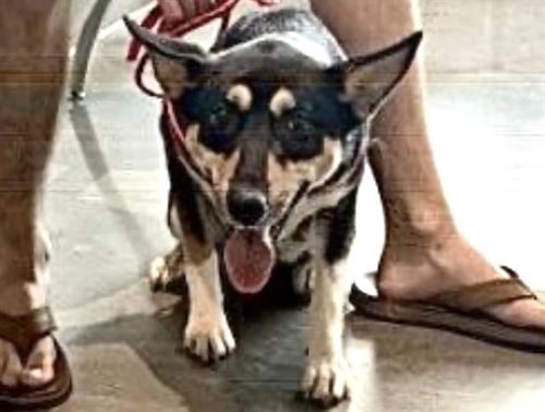 VIPER - German Shepherd Dog available for adoption