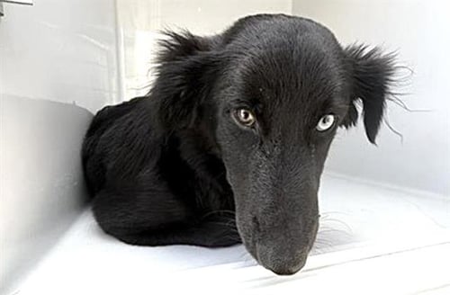 A660479 - Cocker Spaniel available for adoption