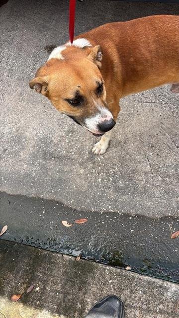 A658140 - Black Mouth Cur available for adoption