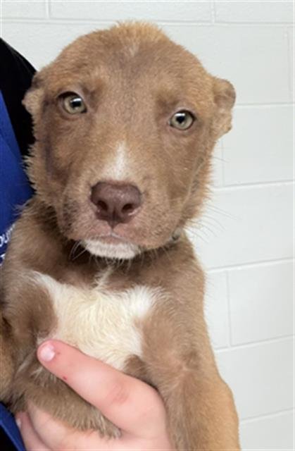 AMBER - Pit Bull Terrier available for adoption