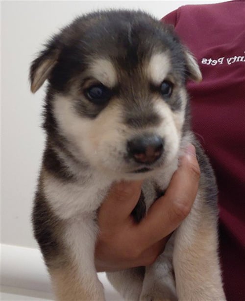 A659303 - German Shepherd Dog available for adoption