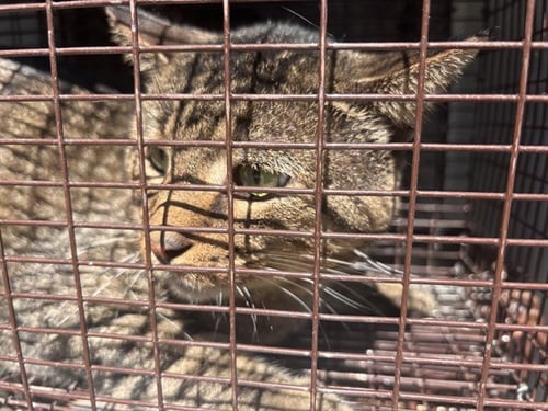 A657981 - Domestic Short Hair available for adoption