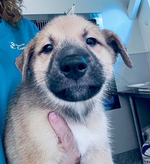 A655796 - German Shepherd Dog available for adoption