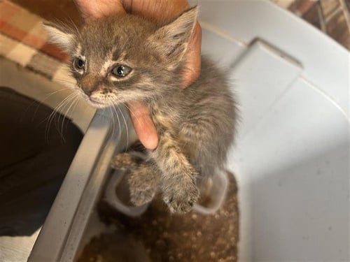 A662889 - Domestic Short Hair available for adoption