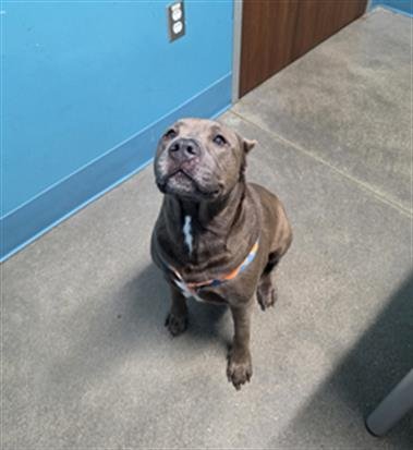 MAJESTIC - Pit Bull Terrier available for adoption