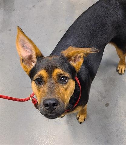 NALA - Rottweiler available for adoption