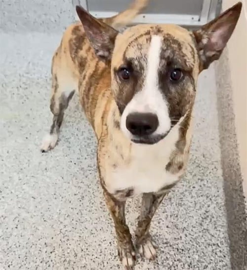 OZZY - Catahoula Leopard Dog available for adoption
