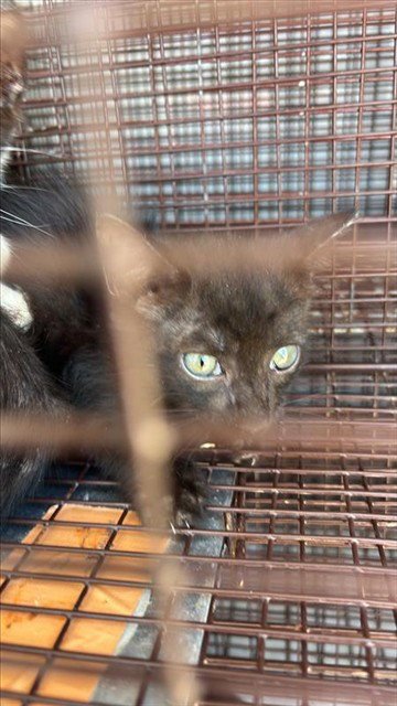 A661113 - Domestic Short Hair available for adoption