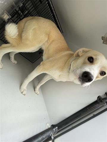 CREAM - Labrador Retriever available for adoption