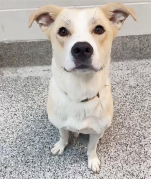 CREAM - Labrador Retriever available for adoption