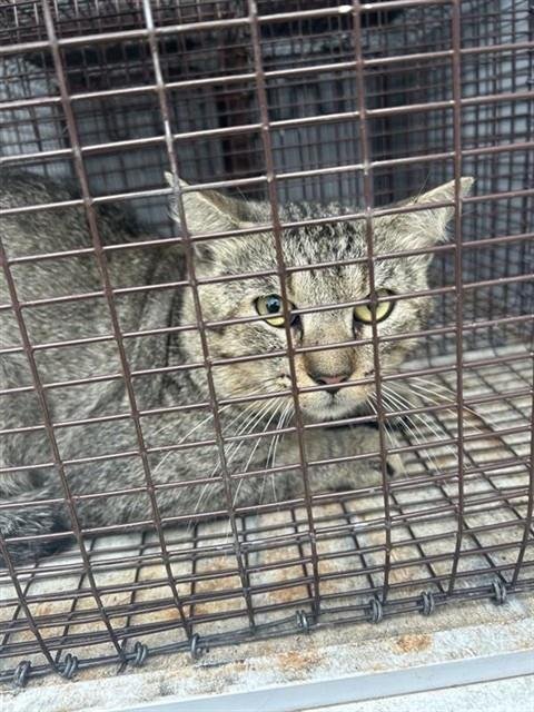 A657994 - Domestic Short Hair available for adoption