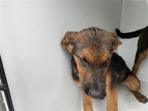 OLIVE - German Shepherd Dog available for adoption