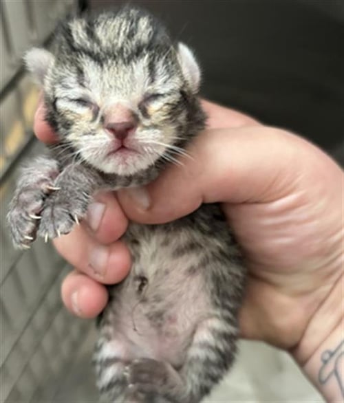 BOY 2 - Domestic Short Hair available for adoption