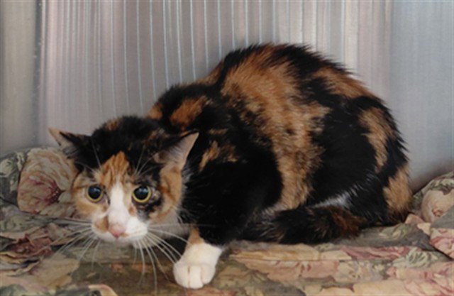 MOM CAT Image