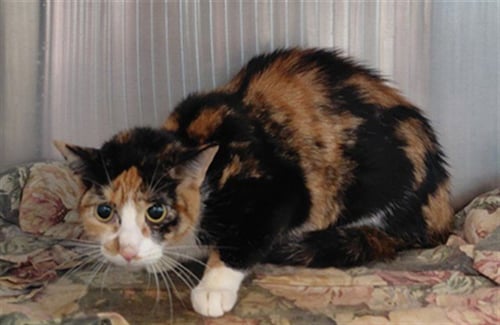 MOM CAT - Domestic Short Hair available for adoption