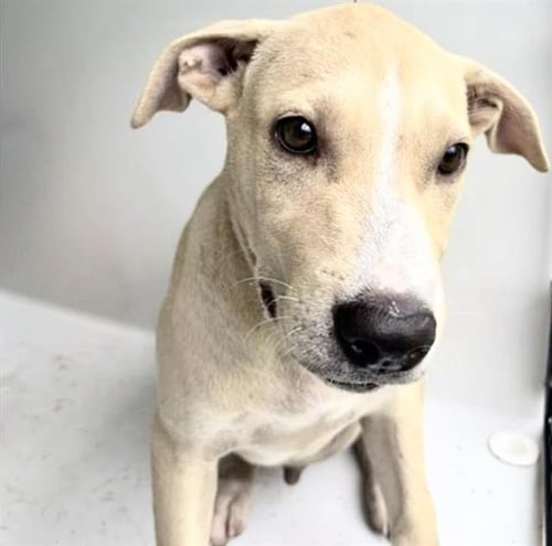 A660402 - Black Mouth Cur available for adoption