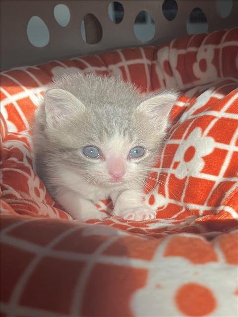 DEWEY - Domestic Short Hair available for adoption