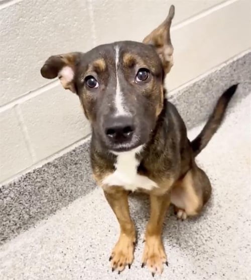 RACHEL - German Shepherd Dog available for adoption