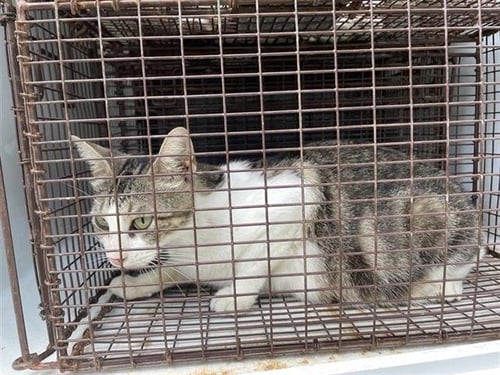 A657772 - Domestic Short Hair available for adoption