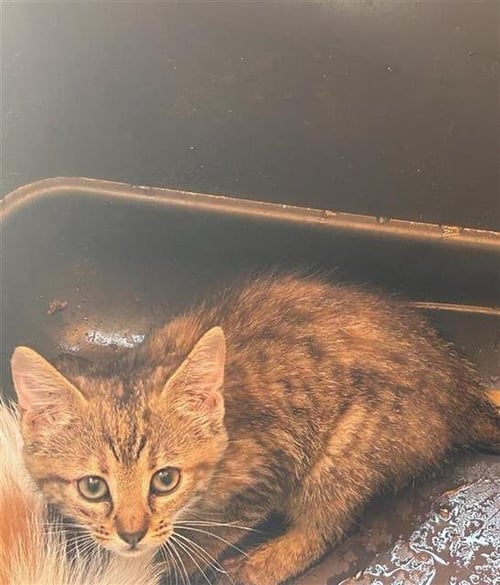 A658460 - Domestic Short Hair available for adoption