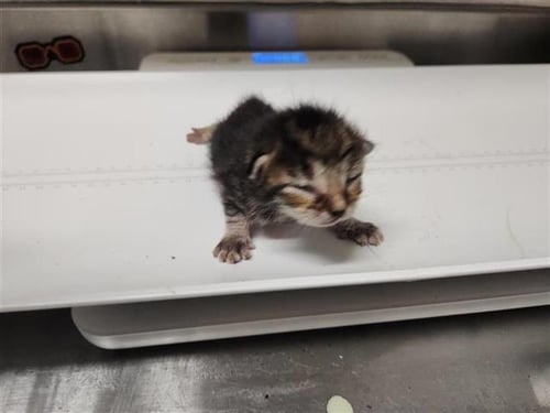 A655251 - Domestic Short Hair available for adoption