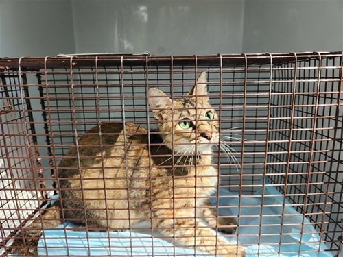 A662245 - Domestic Short Hair available for adoption