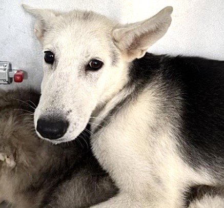 GEEZER - Siberian Husky available for adoption