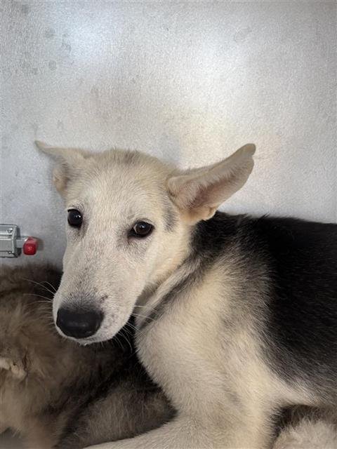A660703 - Siberian Husky available for adoption