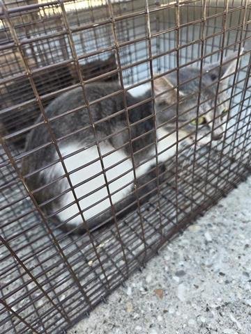 14 - Domestic Short Hair available for adoption