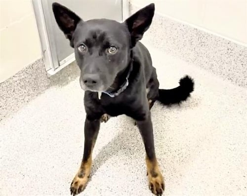 TIMBER - German Shepherd Dog / Labrador Retriever available for adoption