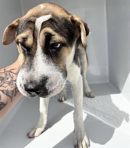 A660549 - Chinese Shar-Pei available for adoption