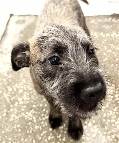 IVY - Cairn Terrier available for adoption