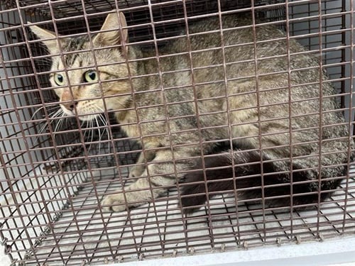A657967 - Domestic Short Hair available for adoption