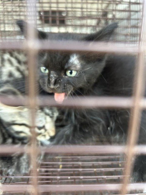 A657731 - Domestic Short Hair available for adoption