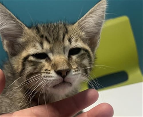 SUNSHINE - Domestic Short Hair available for adoption