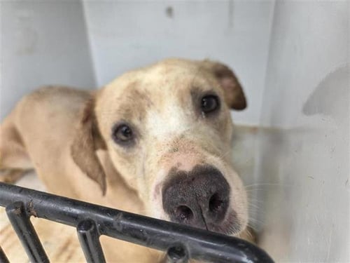 TEAL - Labrador Retriever available for adoption