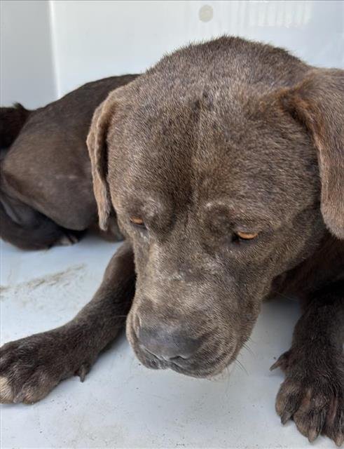 MURRAY - Staffordshire Bull Terrier available for adoption