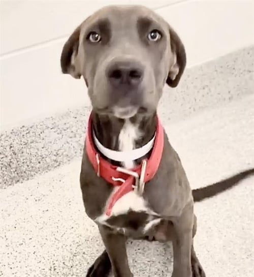 LUNA - Labrador Retriever available for adoption