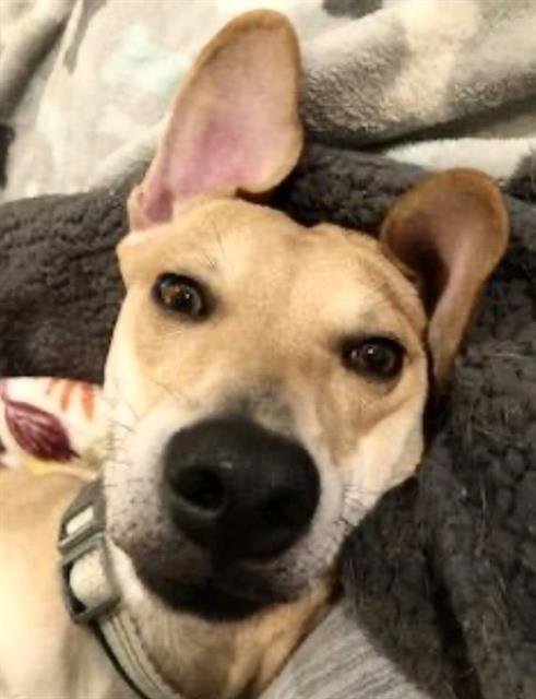 SONNY - Labrador Retriever available for adoption
