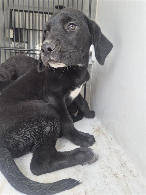 A657502 - Labrador Retriever available for adoption