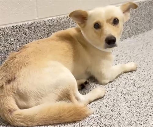 YOYO - Cardigan Welsh Corgi available for adoption