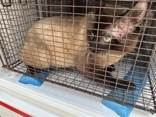 A661122 - Siamese available for adoption