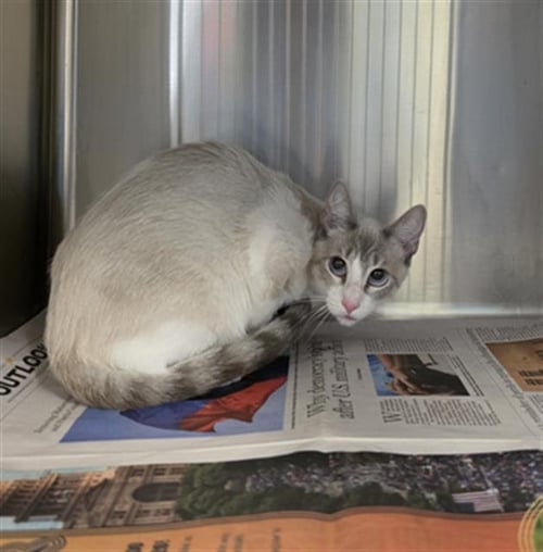JAX - Siamese available for adoption